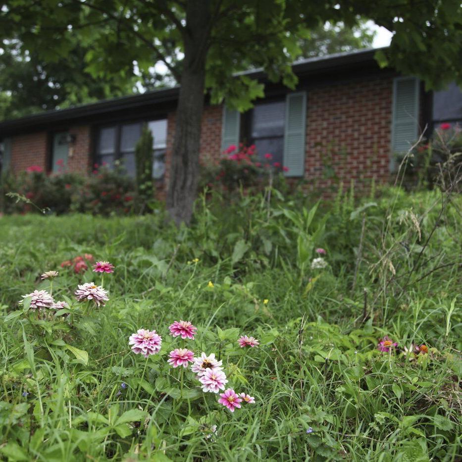 Bored with manicured lawns, some homeowners adopt No Mow May all year long